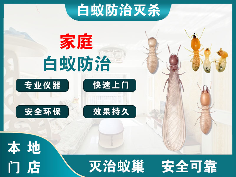 柯城家庭白蚁防治