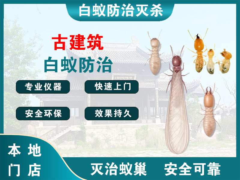 柯城古建筑白蚁防治