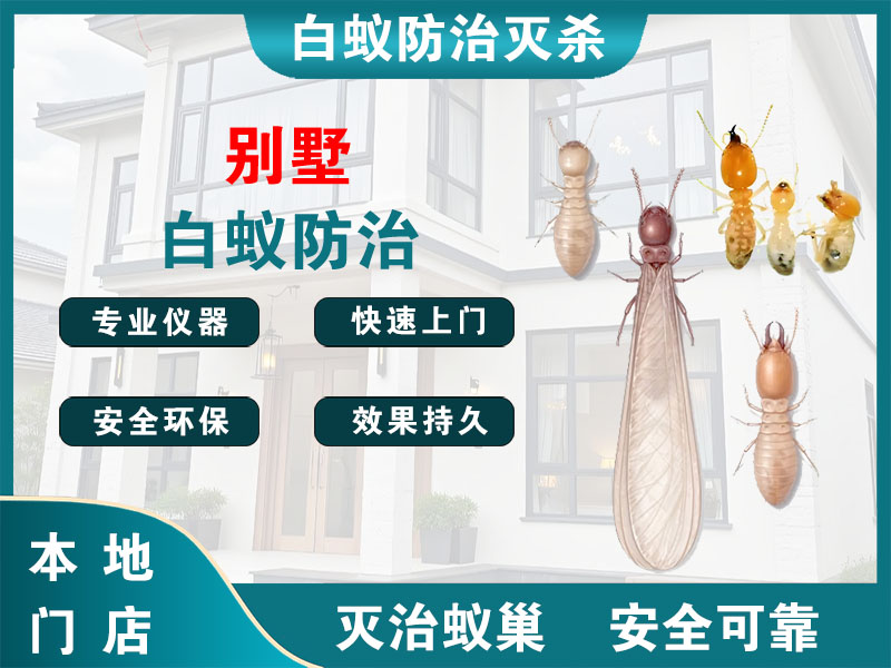 柯城别墅白蚁防治