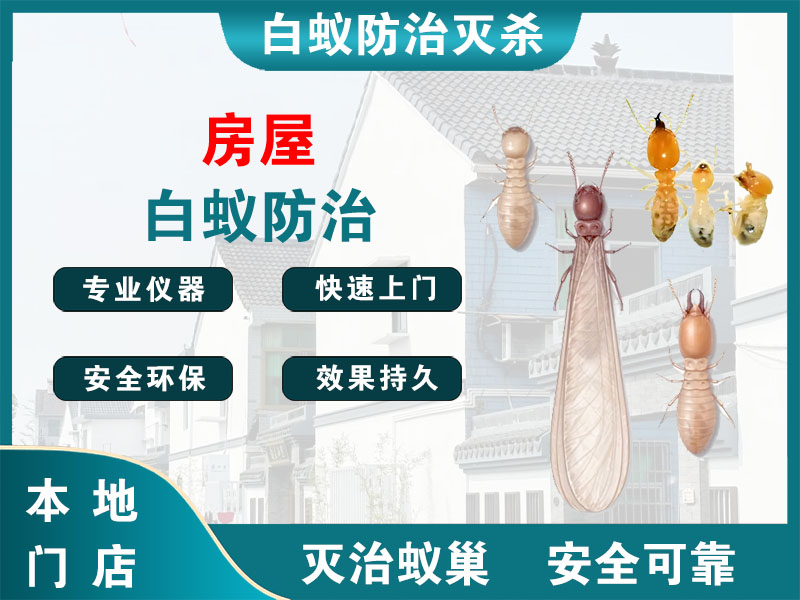 柯城房屋白蚁防治